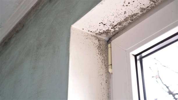Best Office Mold Removal Services  in Tropical Park, FL