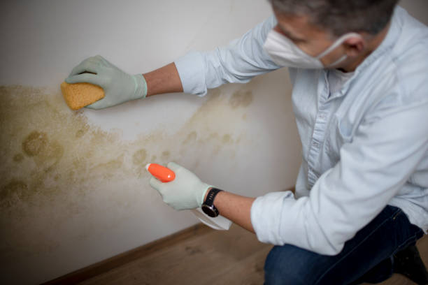 Best Office Mold Removal Services  in Tropical Park, FL