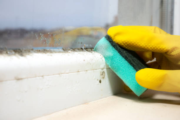 Best Mold Removal Company Near Me  in Tropical Park, FL