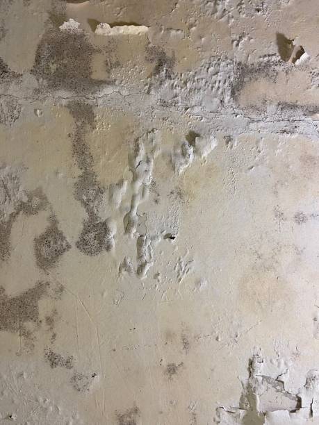 Best Professional Mold Removal  in Tropical Park, FL