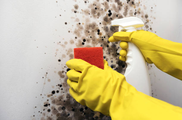 Best Office Mold Removal Services  in Tropical Park, FL